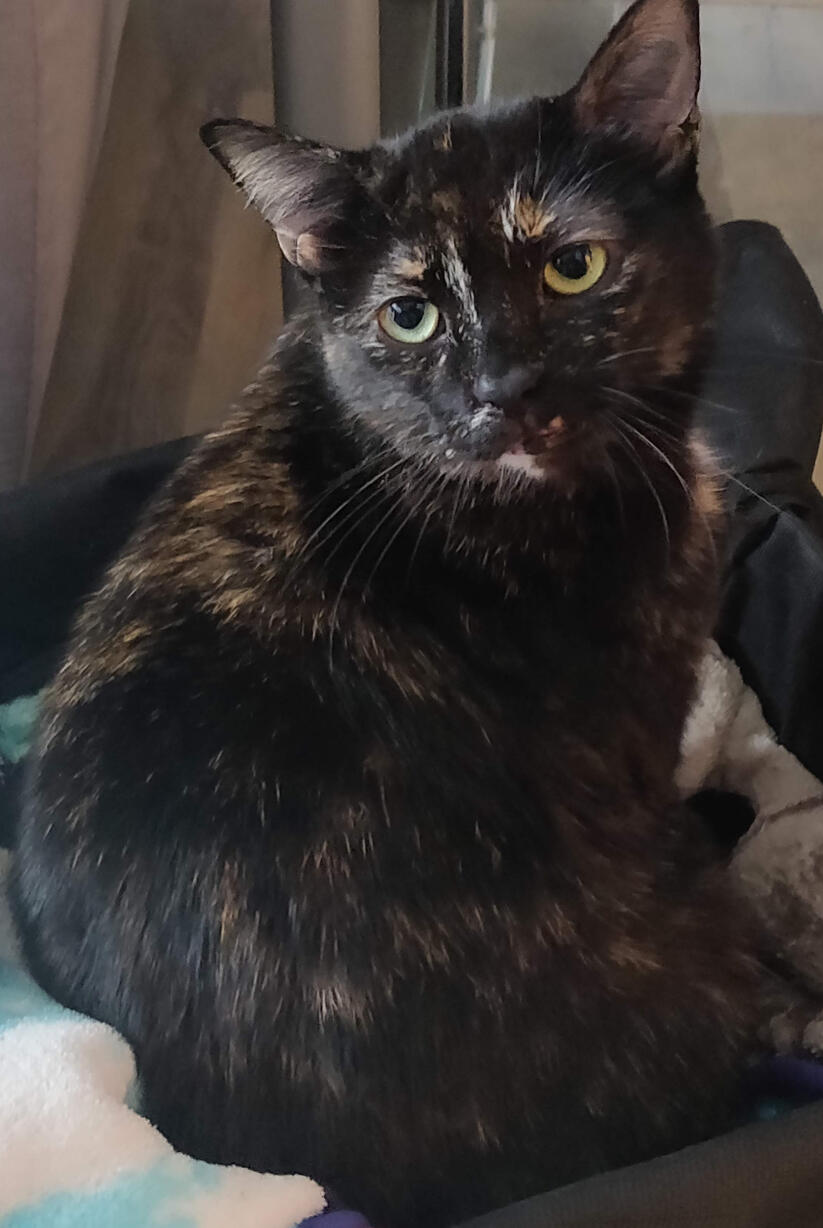 Elsa